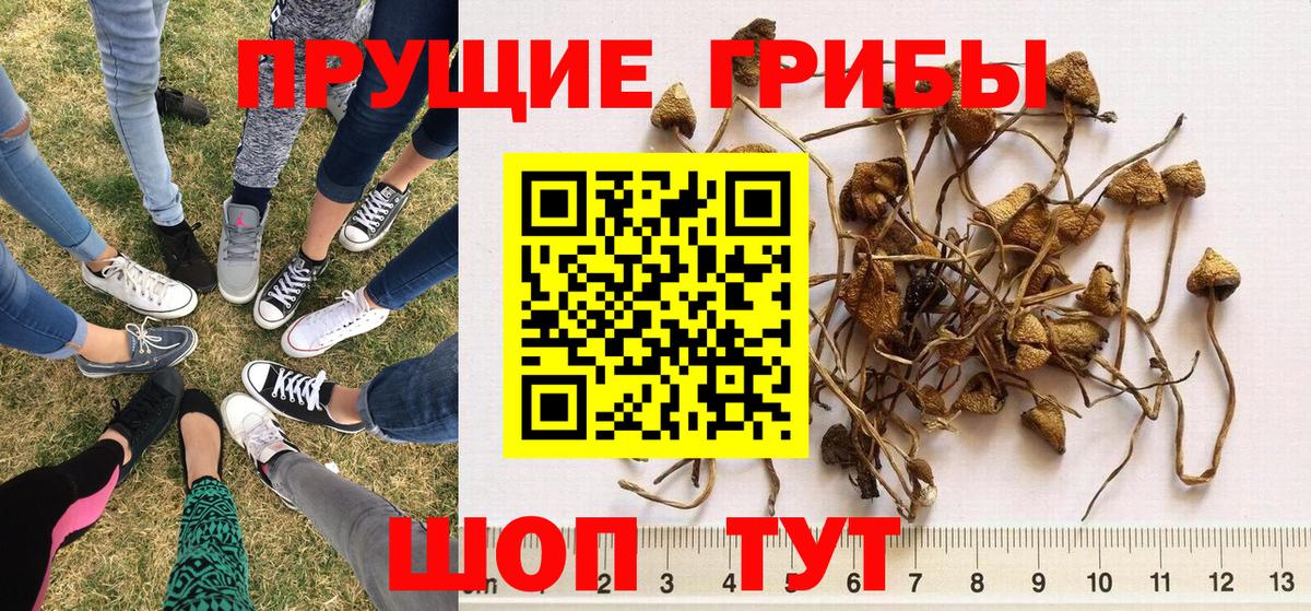 Элиста  цена наркотик  Вход с VPN  Псилоцибиновые грибы Cubensis  Псилоцибиновые грибы GOLDEN TEACHER 